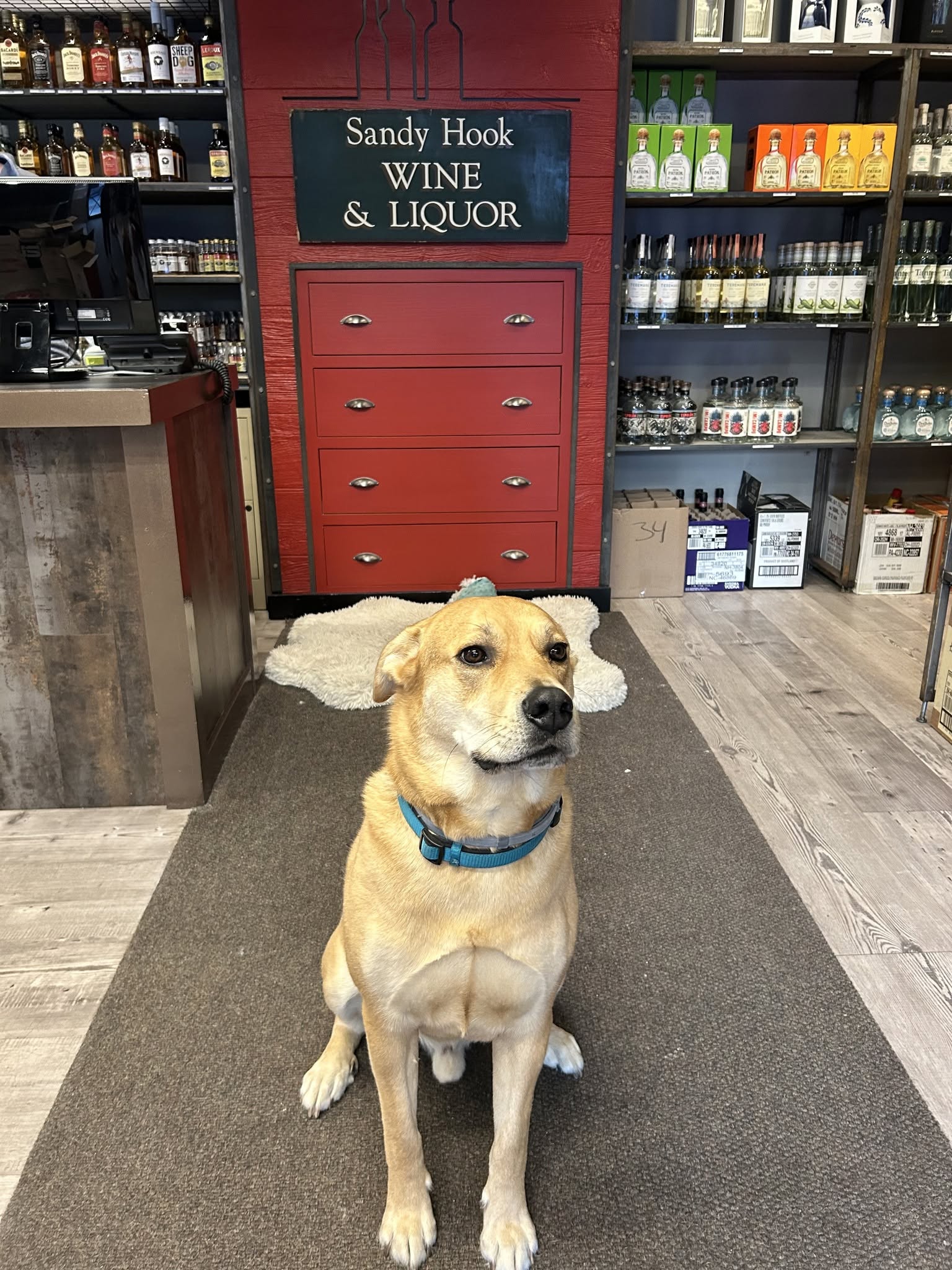 Store dog at Sandy Hook Wine and Liquor
